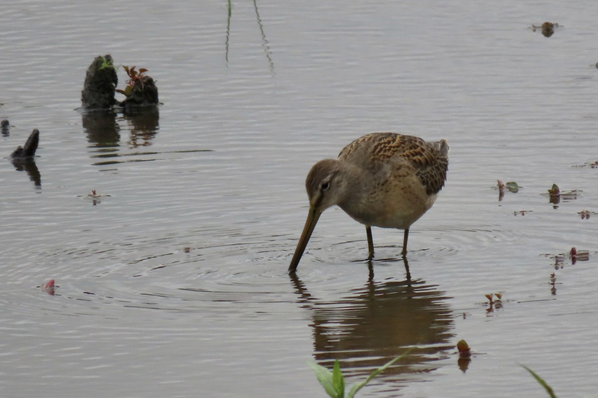 Long-billed Dowitcher - ML609175199