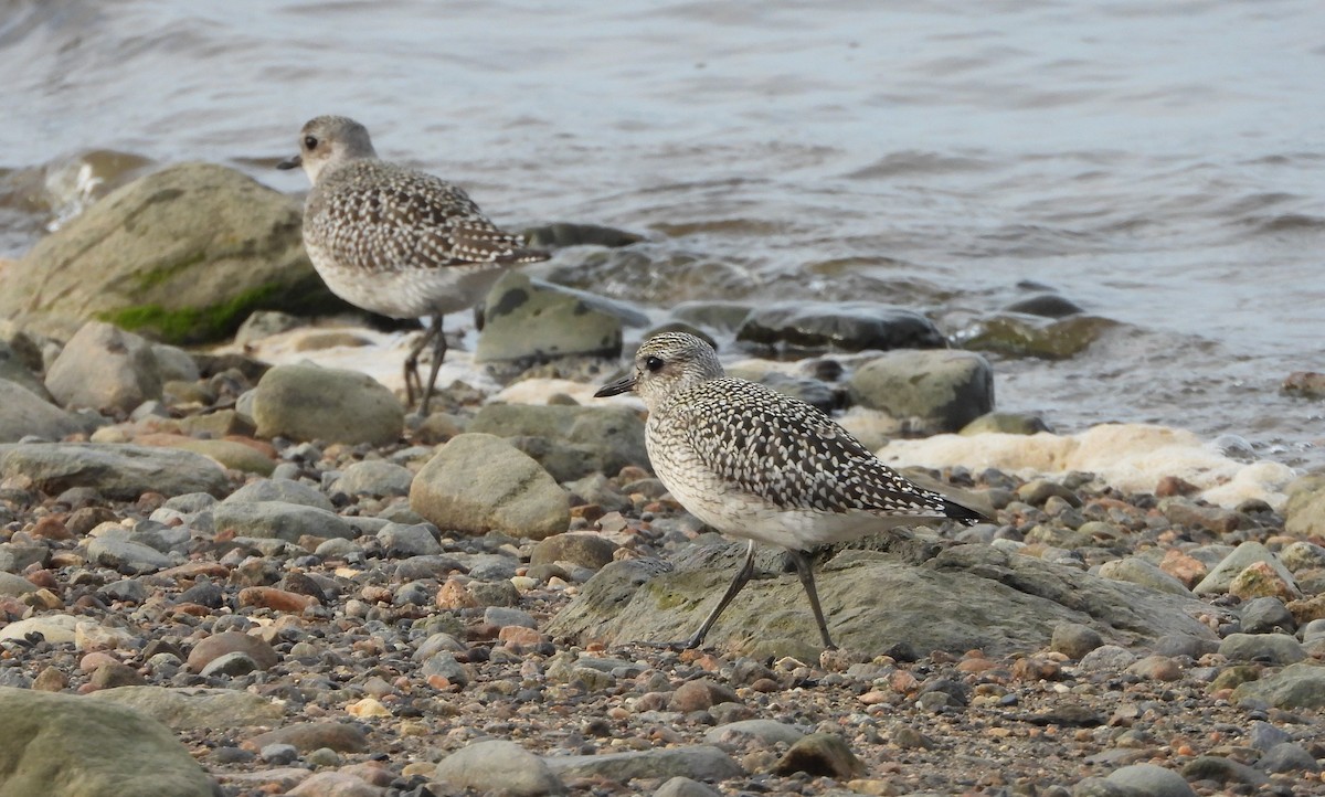 Black-bellied Plover - ML609175226