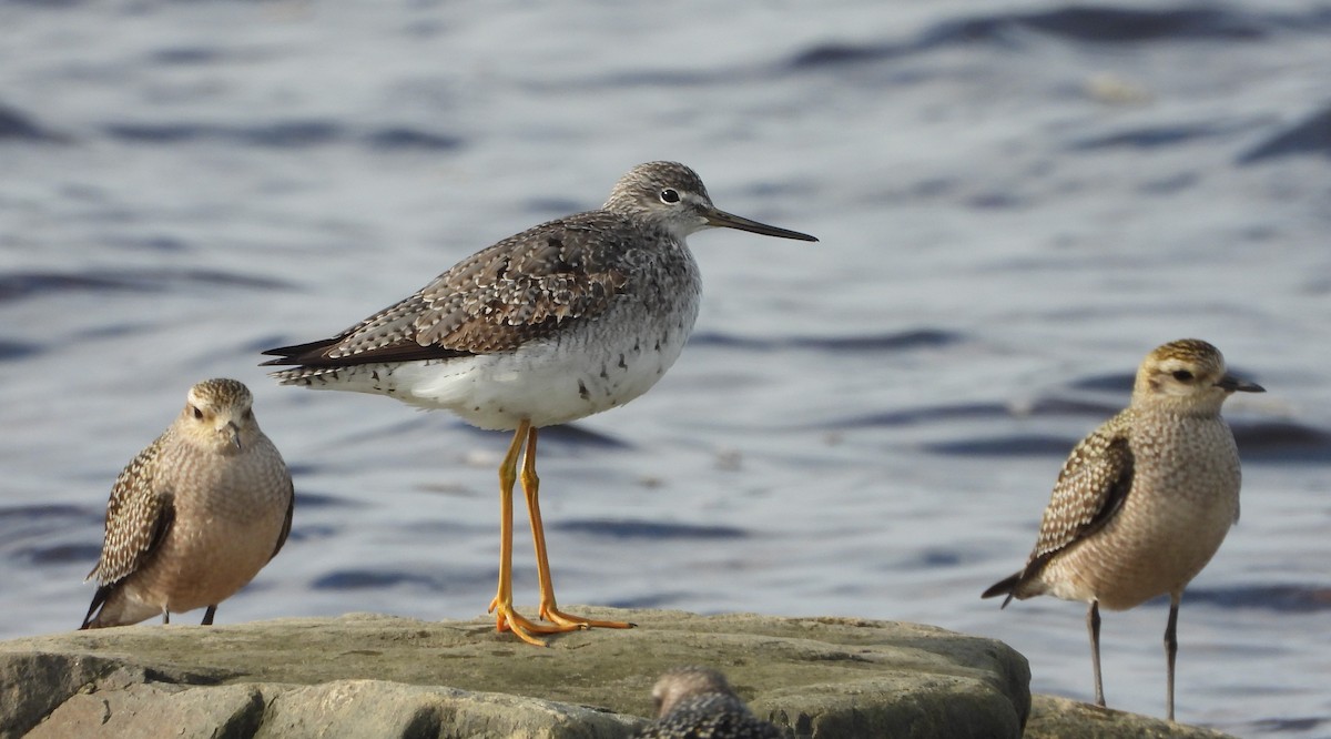 Greater Yellowlegs - ML609175310