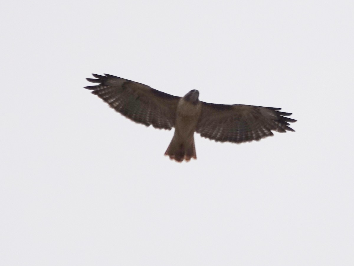 Red-tailed Hawk - ML609175396