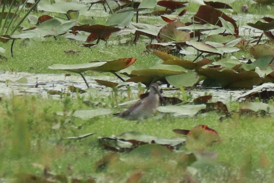 Short-billed Dowitcher - ML609175568