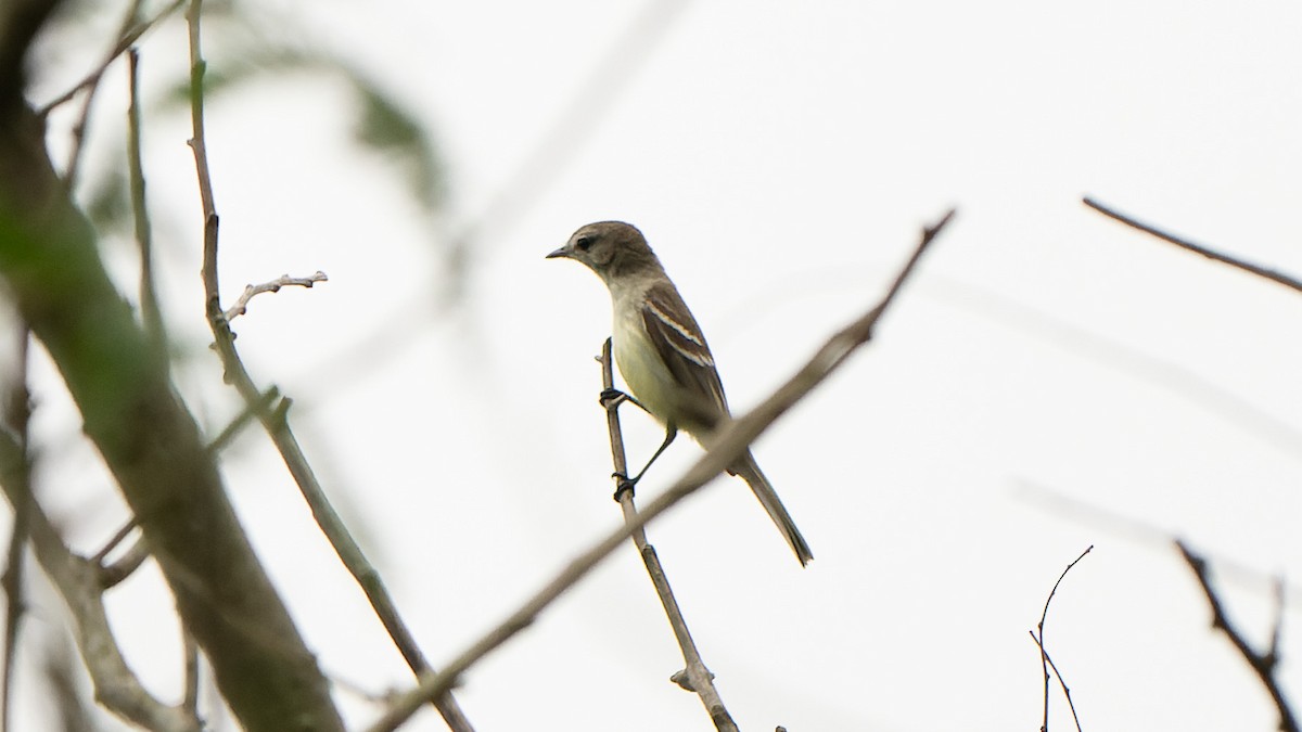 Southern Mouse-colored Tyrannulet - ML609175589