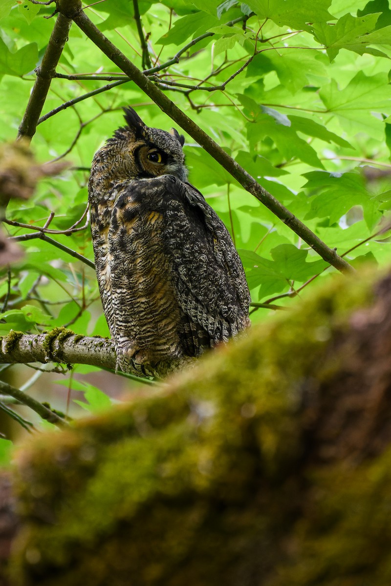 Ebird Checklist - 3 Sep 2023 - Billy Frank Jr. Nisqually Nwr--twin 