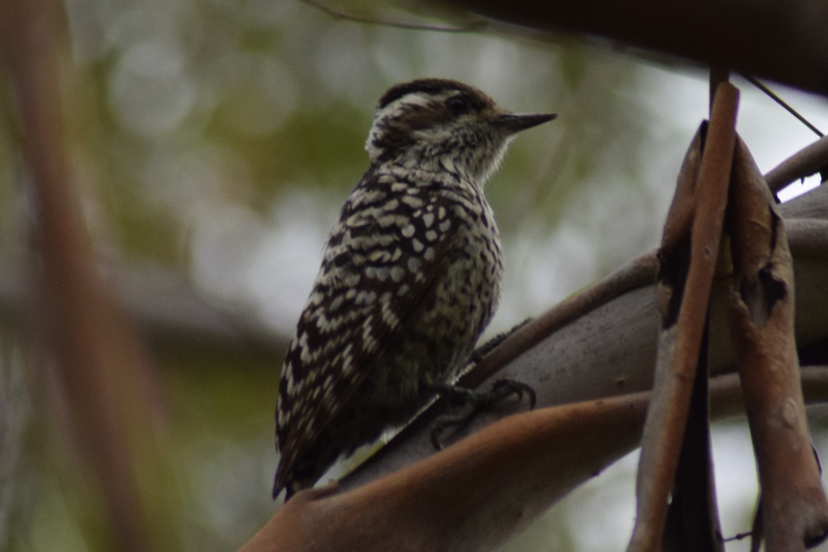 Checkered Woodpecker - ML609175983