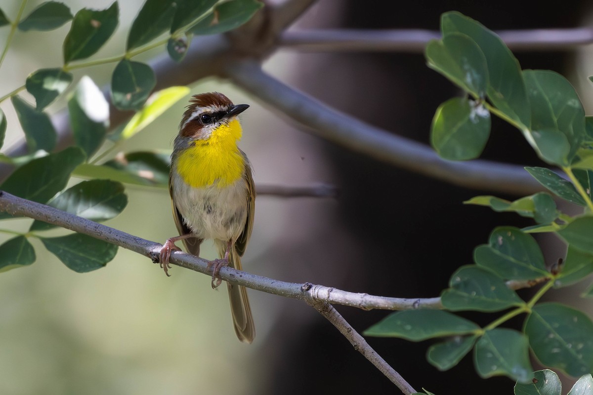 Rufous-capped Warbler (rufifrons Group) - Alex Lamoreaux