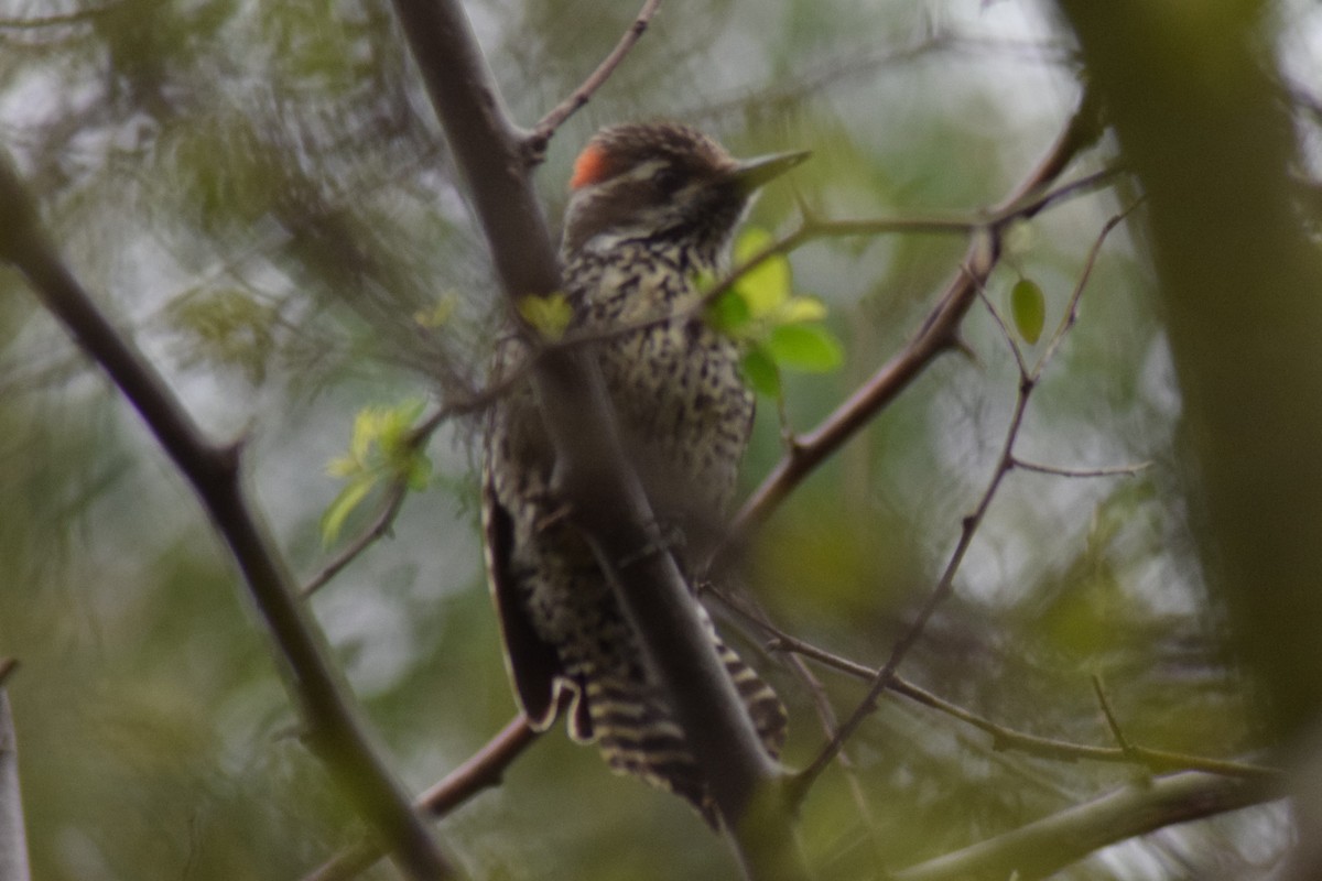Checkered Woodpecker - ML609176001