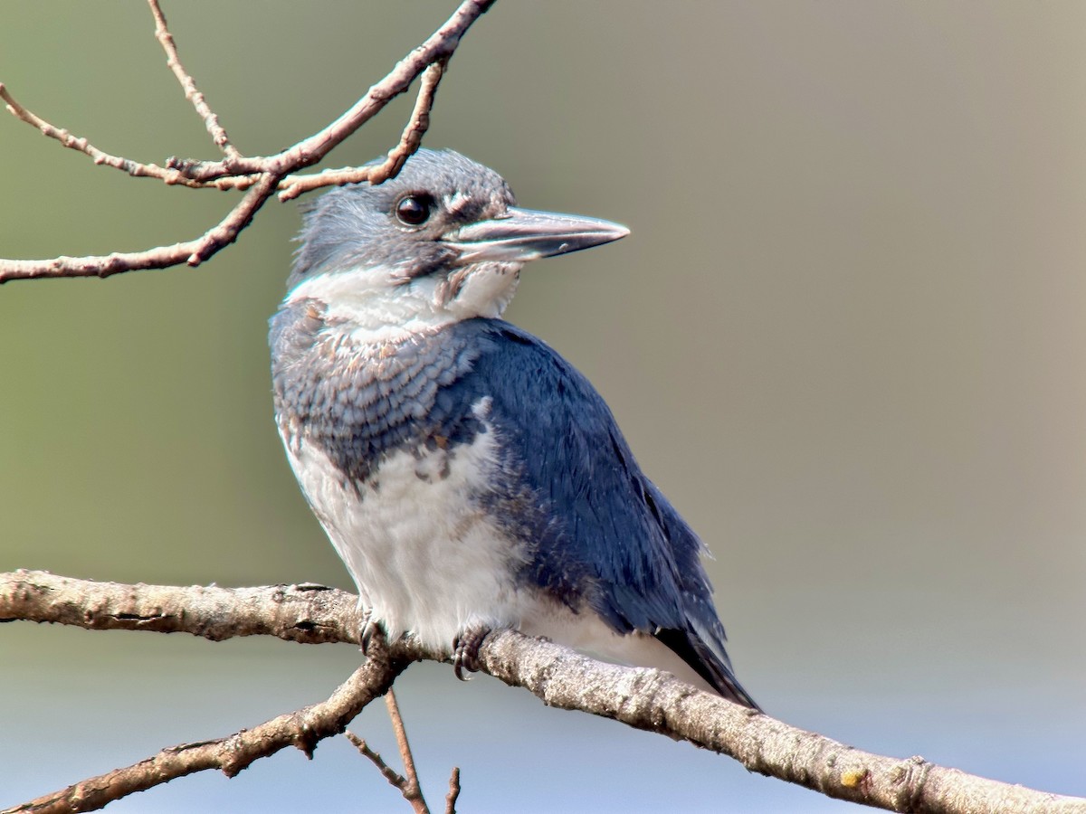 Belted Kingfisher - ML609176039