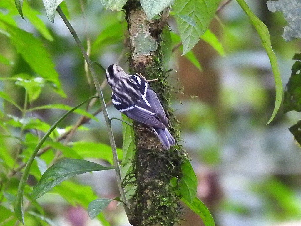 Black-and-white Warbler - ML609176784