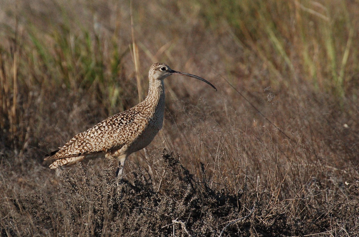 Long-billed Curlew - ML609176823