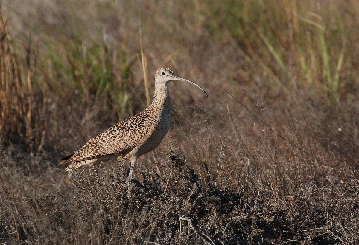 Long-billed Curlew - ML609176825