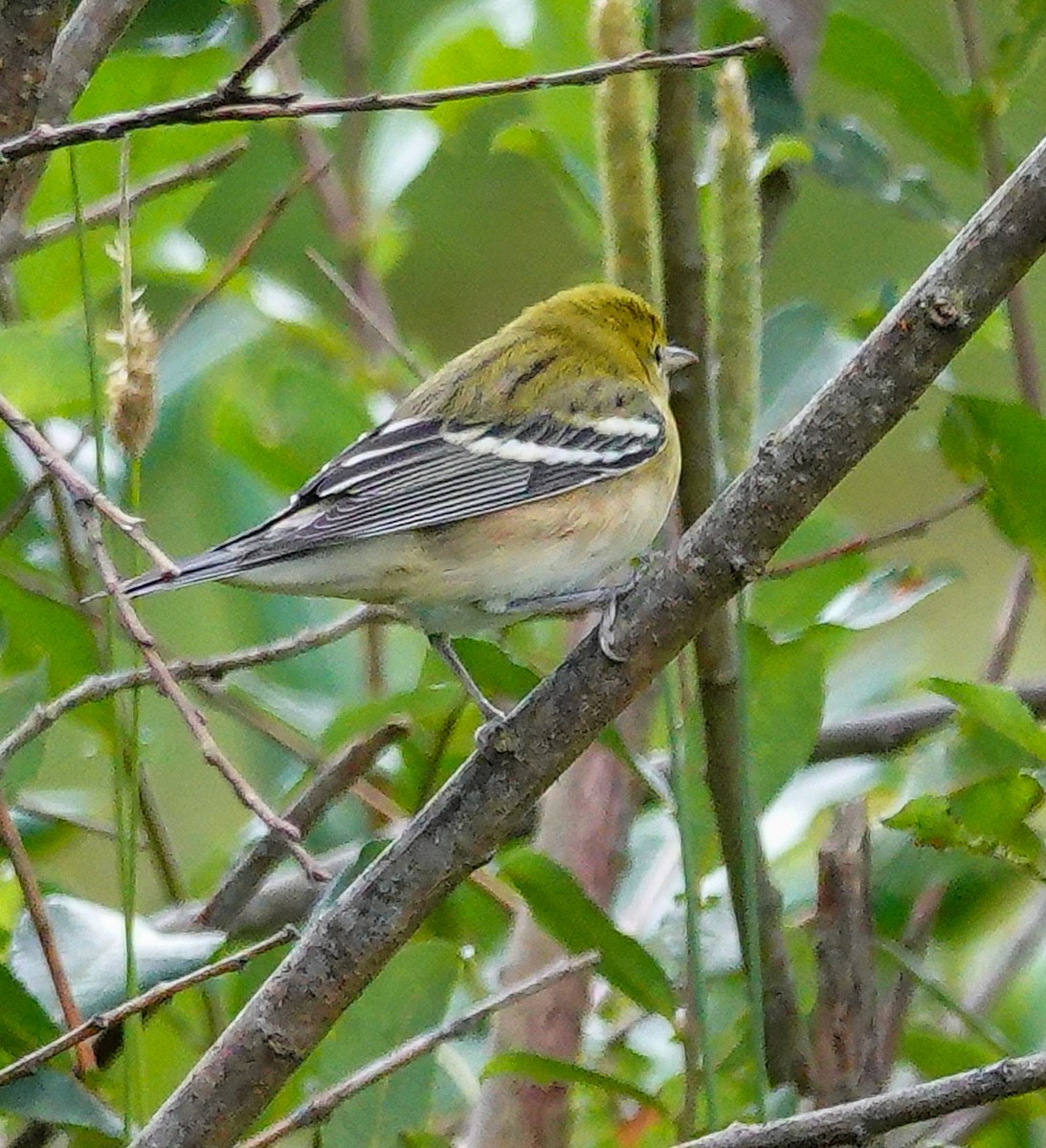 Bay-breasted Warbler - ML609177107