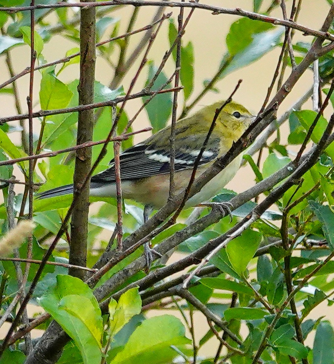Bay-breasted Warbler - ML609177108