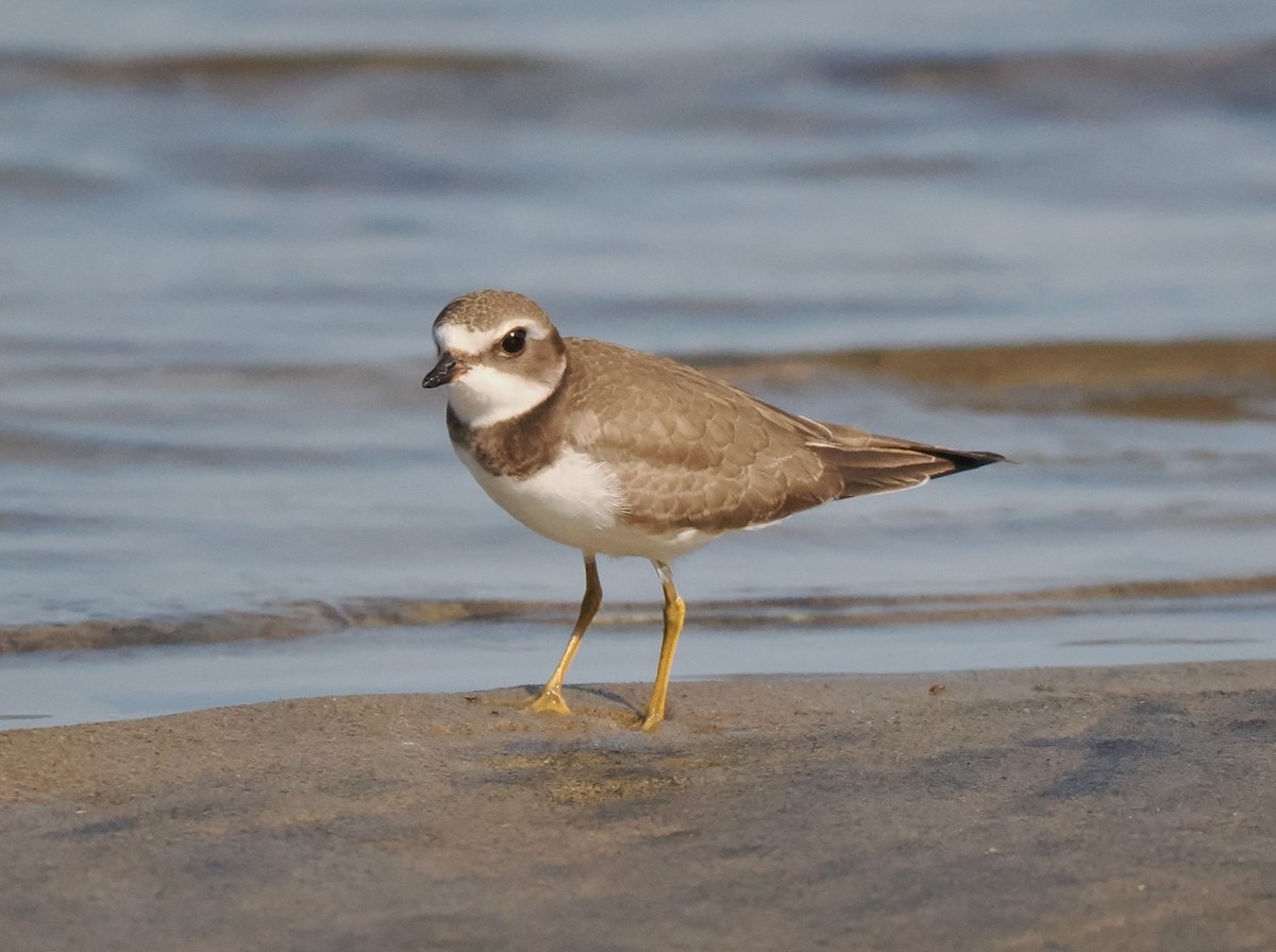 Semipalmated Plover - ML609177227