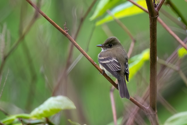 Alder Flycatcher