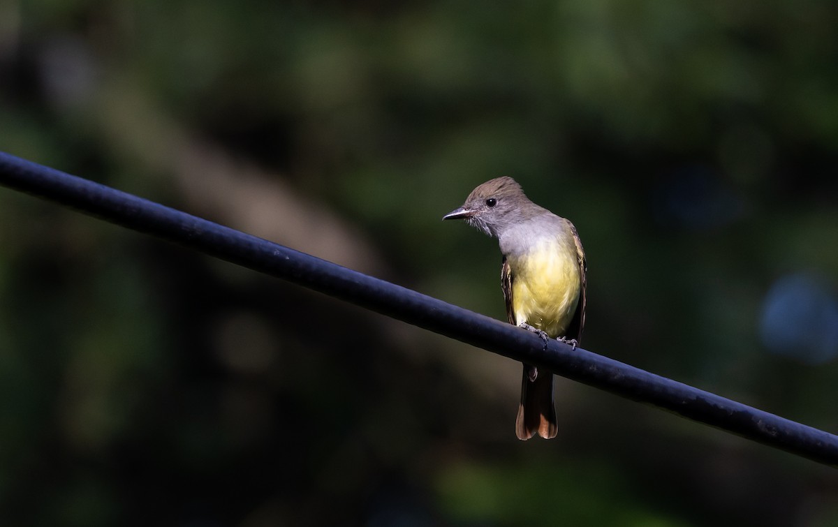 Great Crested Flycatcher - Jay McGowan