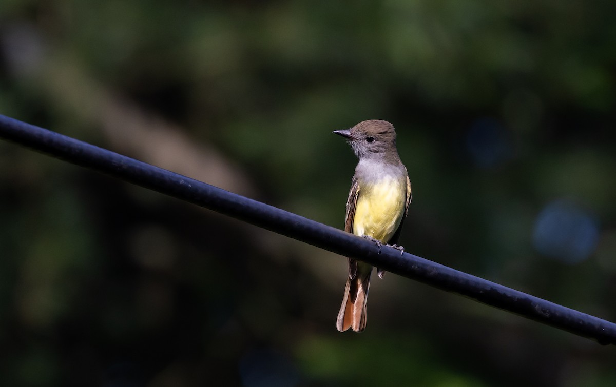 Great Crested Flycatcher - Jay McGowan
