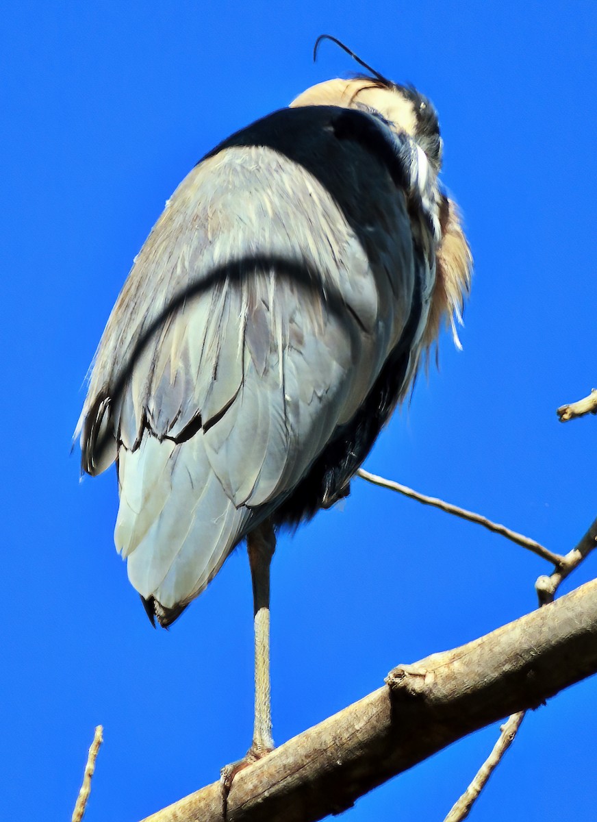 Great Blue Heron - ML609178465
