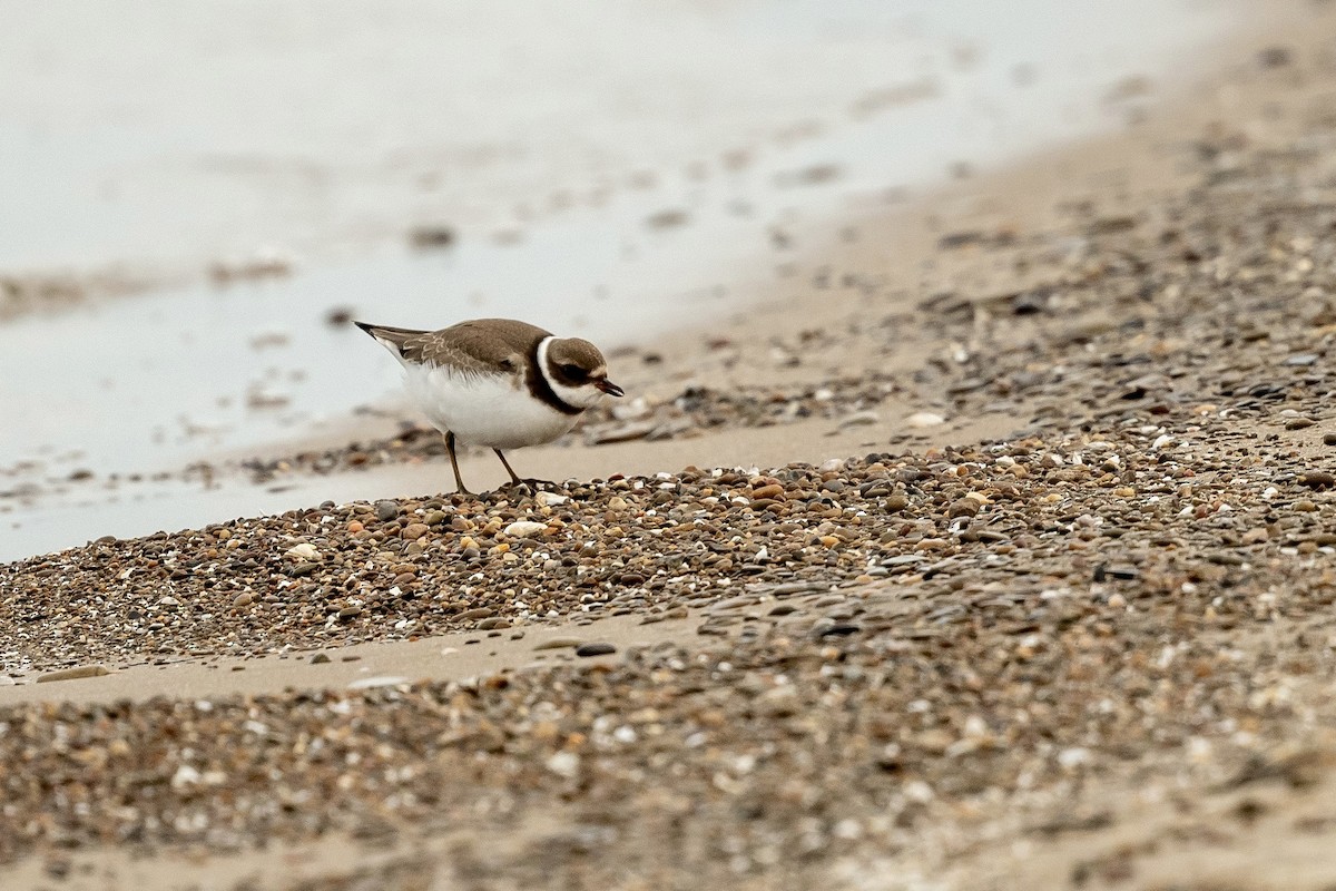 Semipalmated Plover - ML609178590