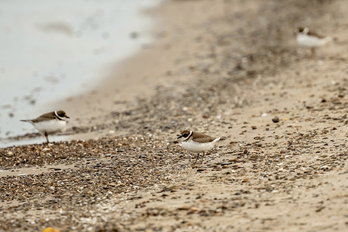 Semipalmated Plover - ML609178591