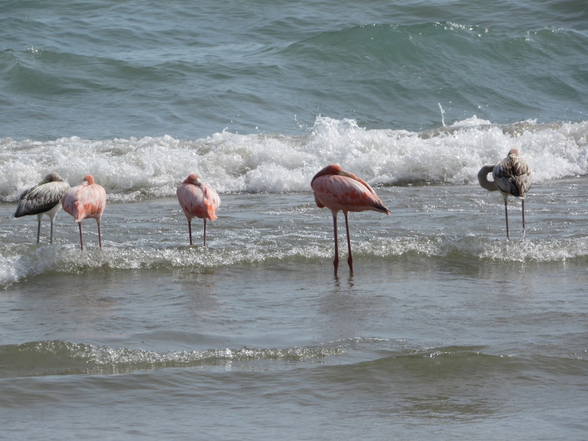 American Flamingo - Brian Schneider