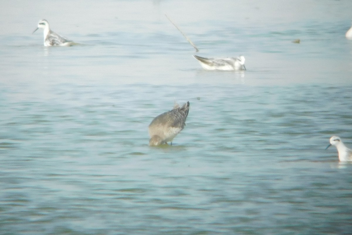 polarsnipe - ML609179058