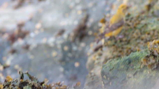 Шишкар ялиновий (Western Hemlock, або тип 3) - ML609179130