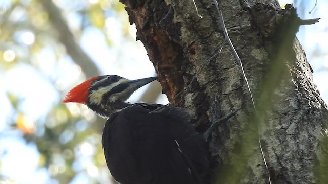 Pileated Woodpecker - ML609179161