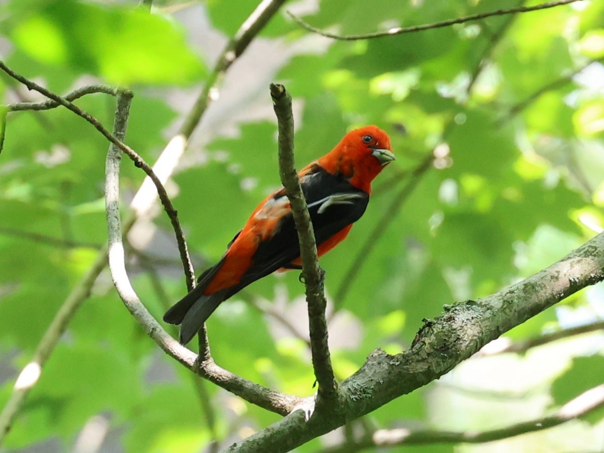 Scarlet Tanager - ML609179288