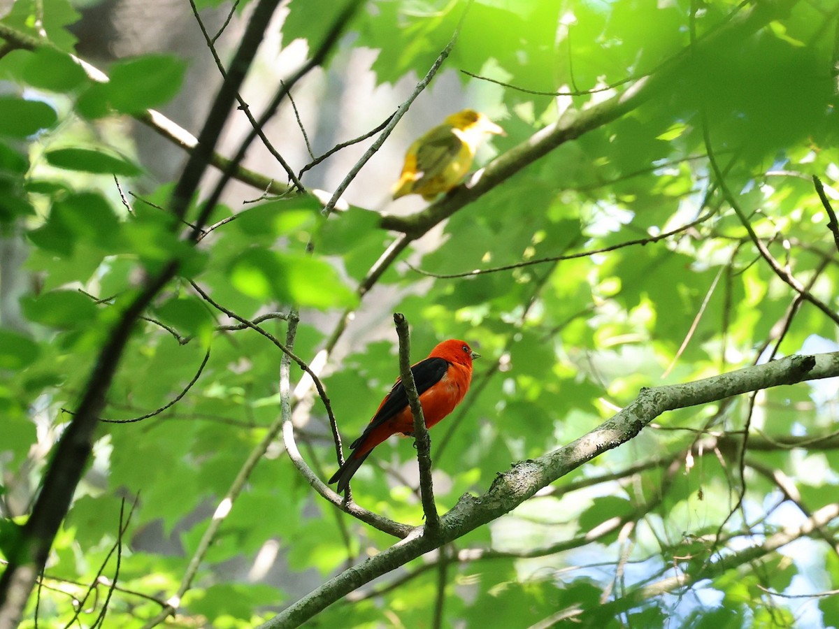 Scarlet Tanager - ML609179290