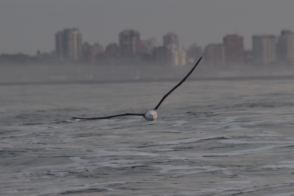 Чернобровый альбатрос - ML609179369