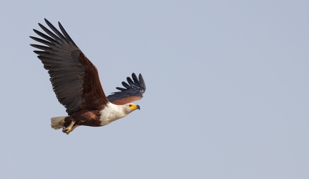 African Fish-Eagle - ML609180069