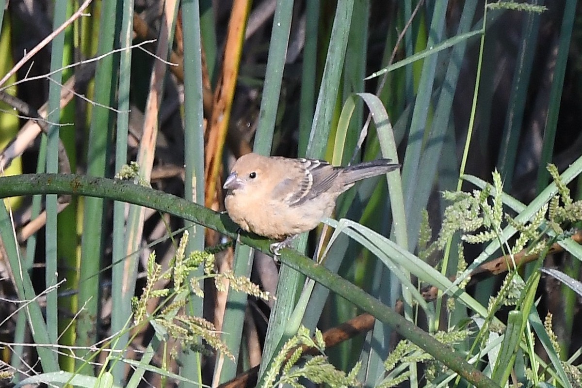 eBird Checklist 23 Sep 2023 Elkhorn Slough boat ramp (YOL Co.) 62 species (+2 other taxa)