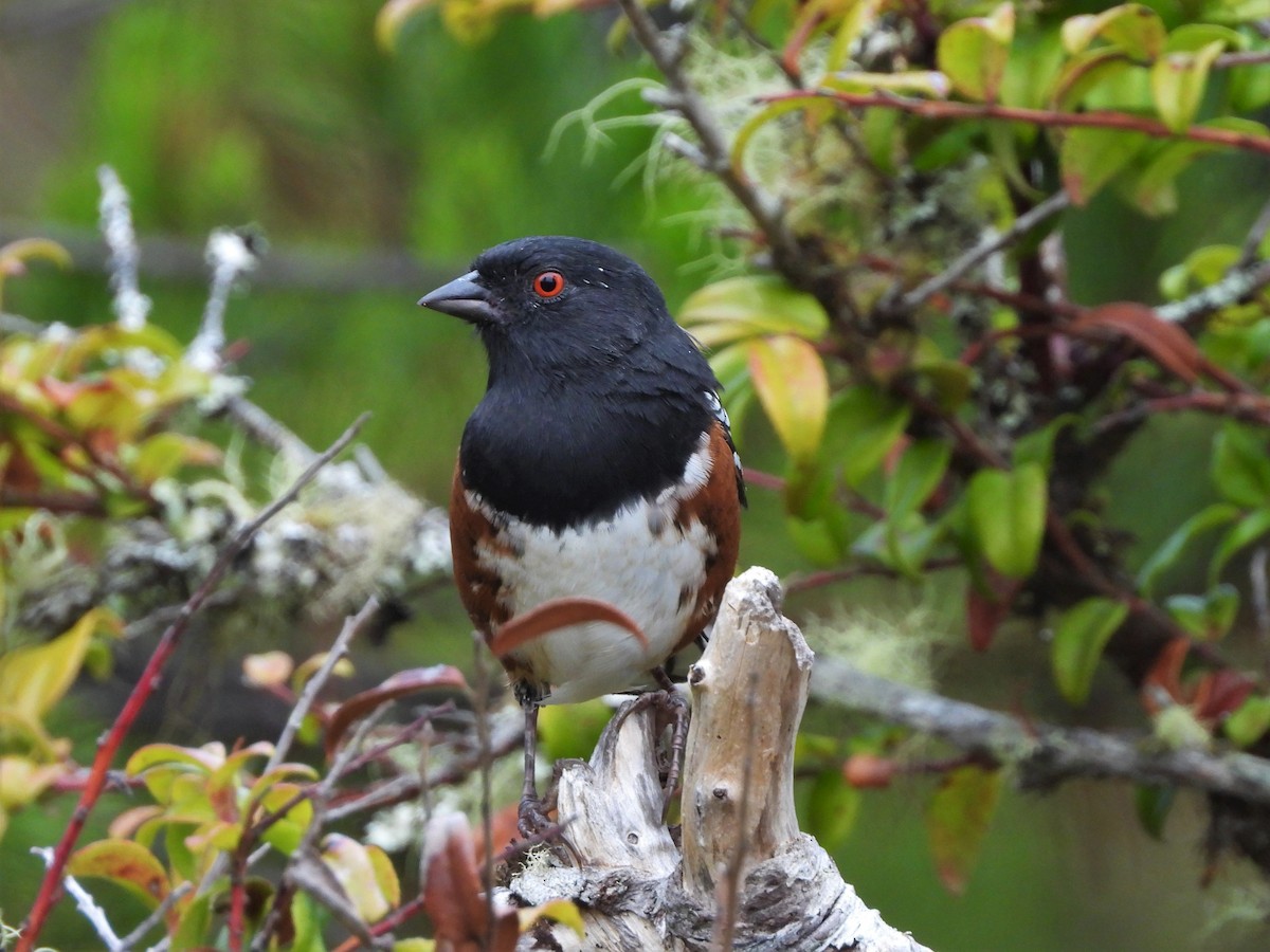 Spotted Towhee - ML609180522