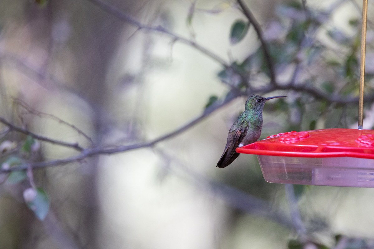 Berylline Hummingbird (Northern) - ML609181353