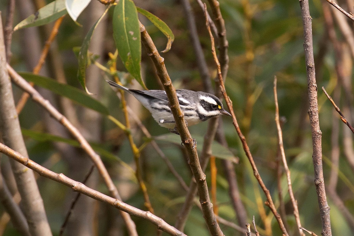 Black-throated Gray Warbler - ML609181378