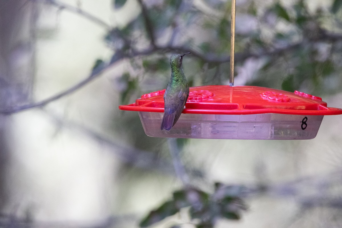 Berylline Hummingbird (Northern) - ML609181427