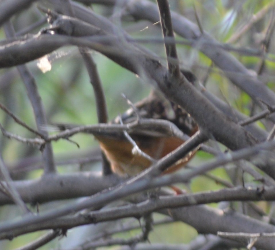 Spotted Towhee - ML609181457