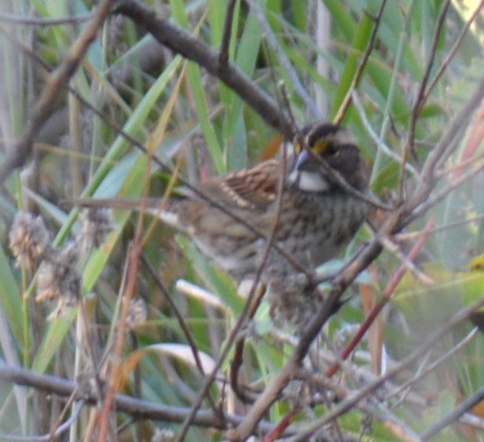 White-throated Sparrow - ML609181675