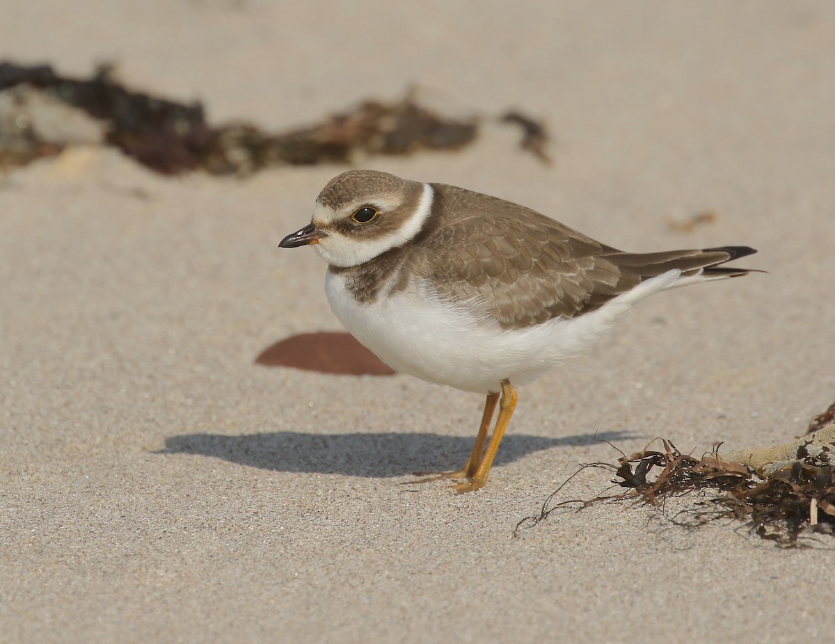 Semipalmated Plover - ML609181676