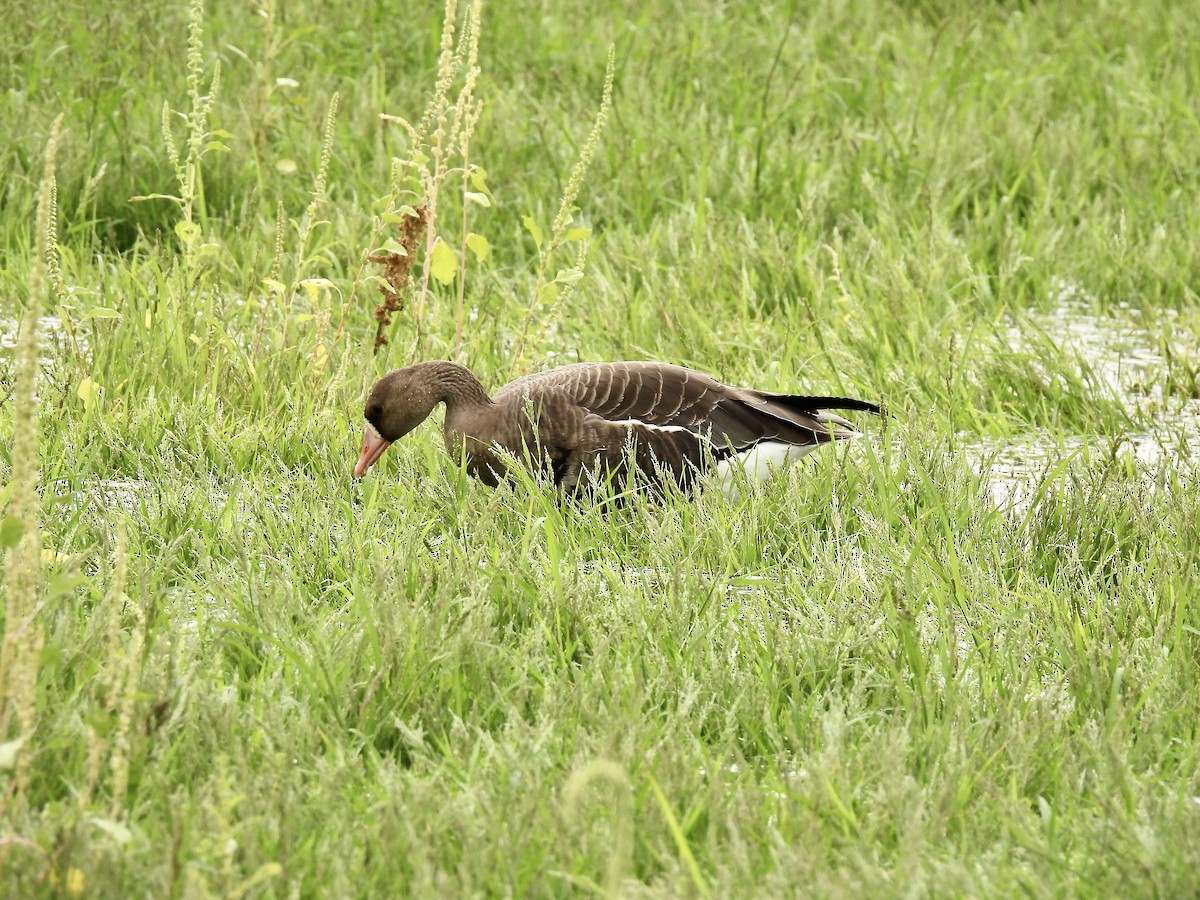 Greater White-fronted Goose - ML609181852