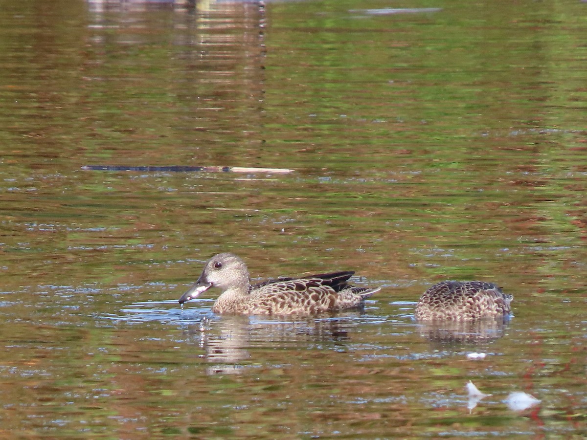 Blue-winged Teal - ML609182628