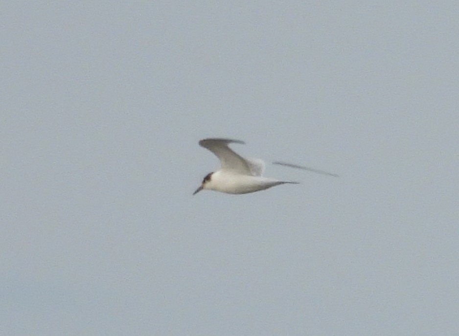 Common Tern - ML609183162