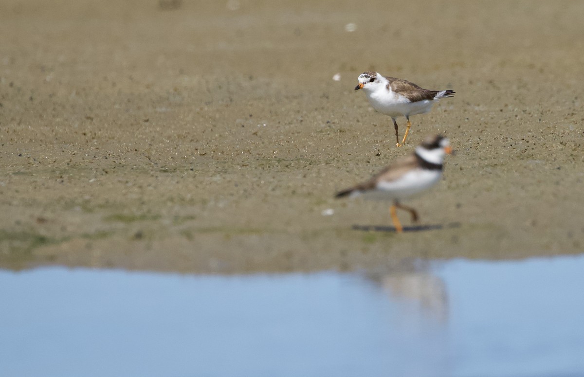 Semipalmated Plover - ML609183184