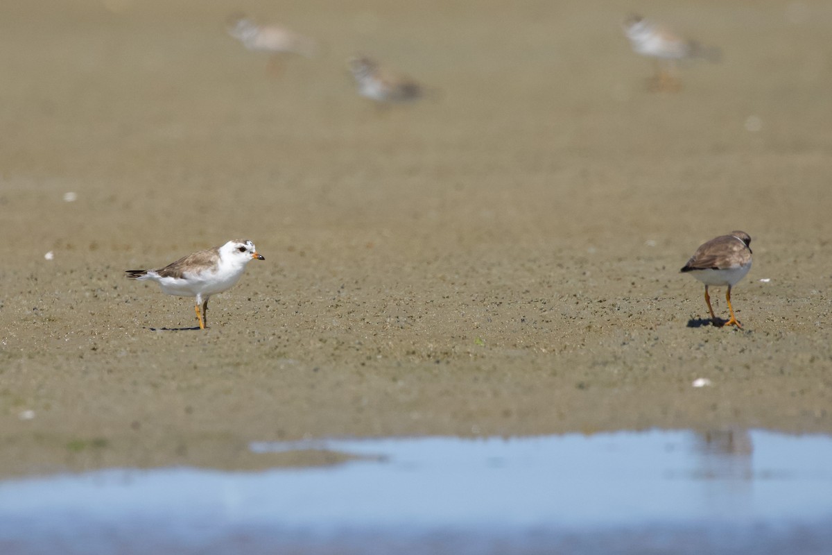 Semipalmated Plover - ML609183185