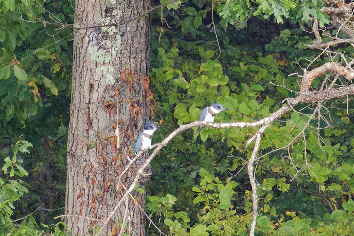 Belted Kingfisher - ML609183349