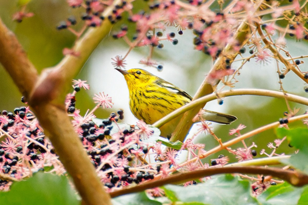 Cape May Warbler - ML609183397