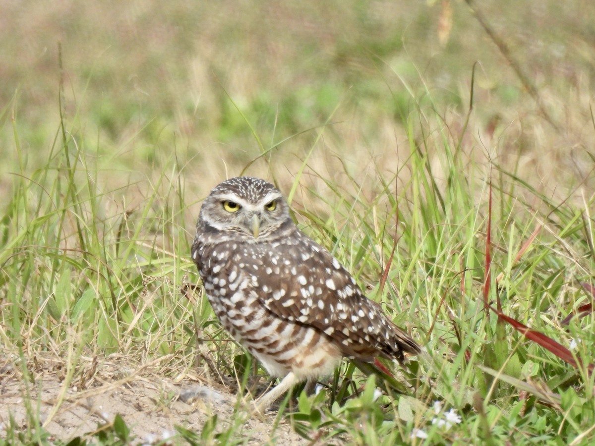 Burrowing Owl - nikki bryer-kraft