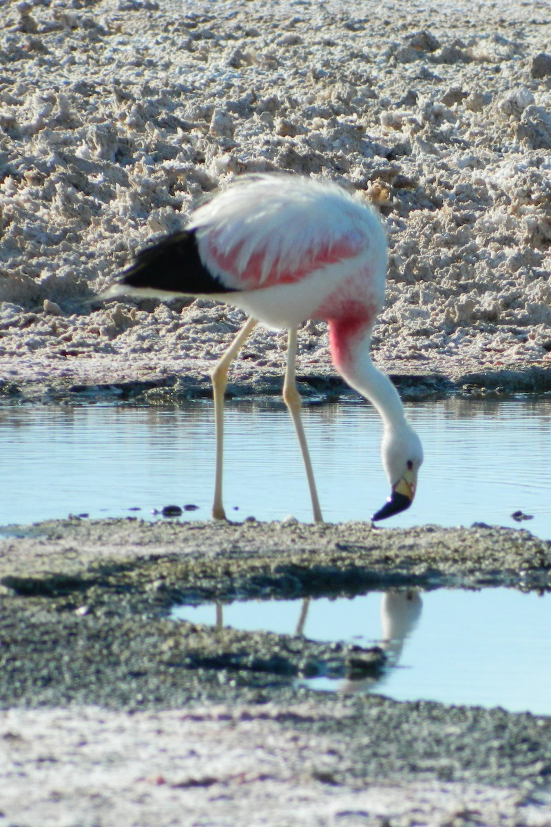Andean Flamingo - ML609183883