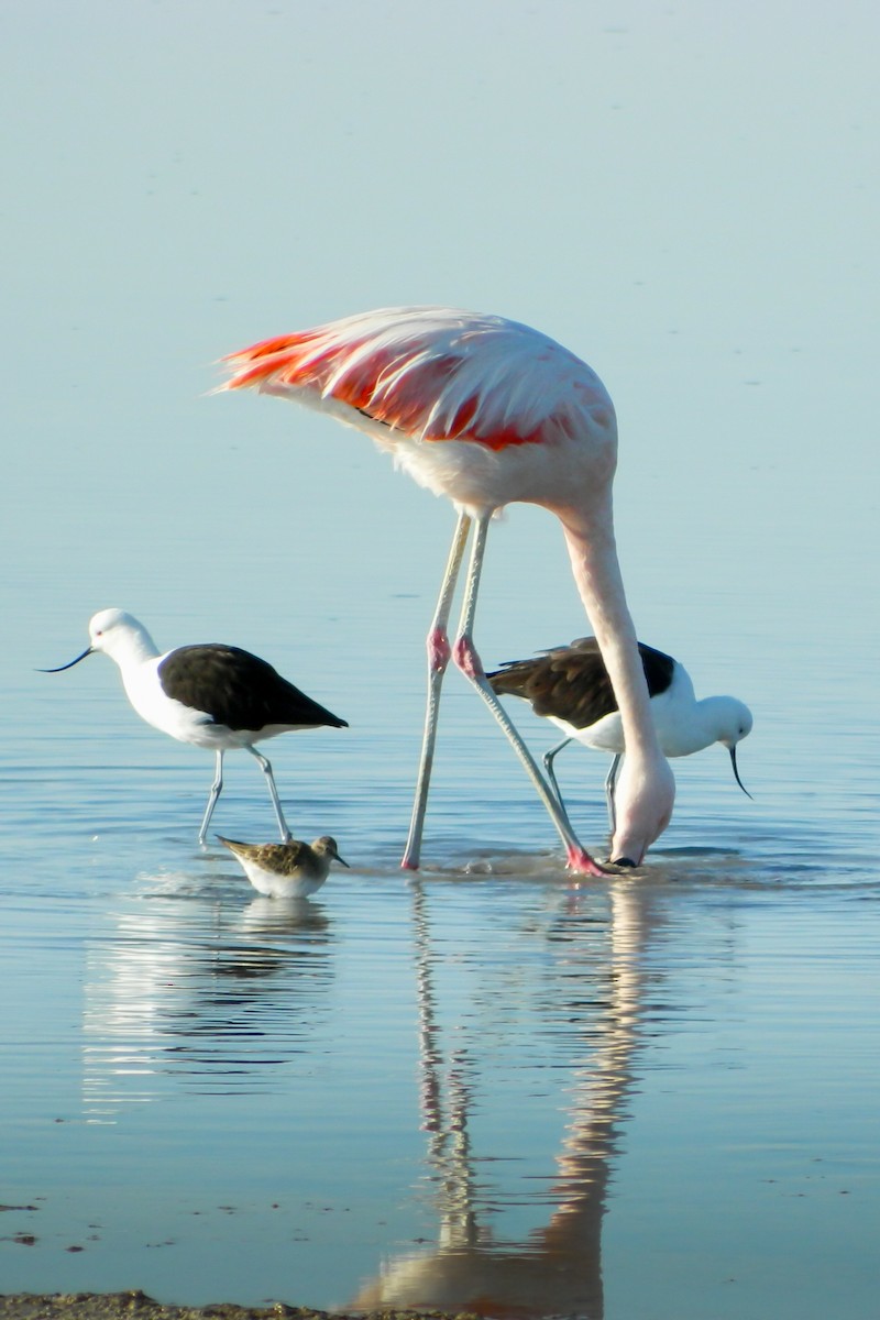 Chilean Flamingo - ML609184349