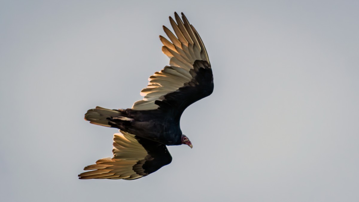 Turkey Vulture - ML609184539